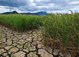 Հայաստանում վարելահողերի շուրջ 50%-ը չի մշակվում․ ի՞նչ անել