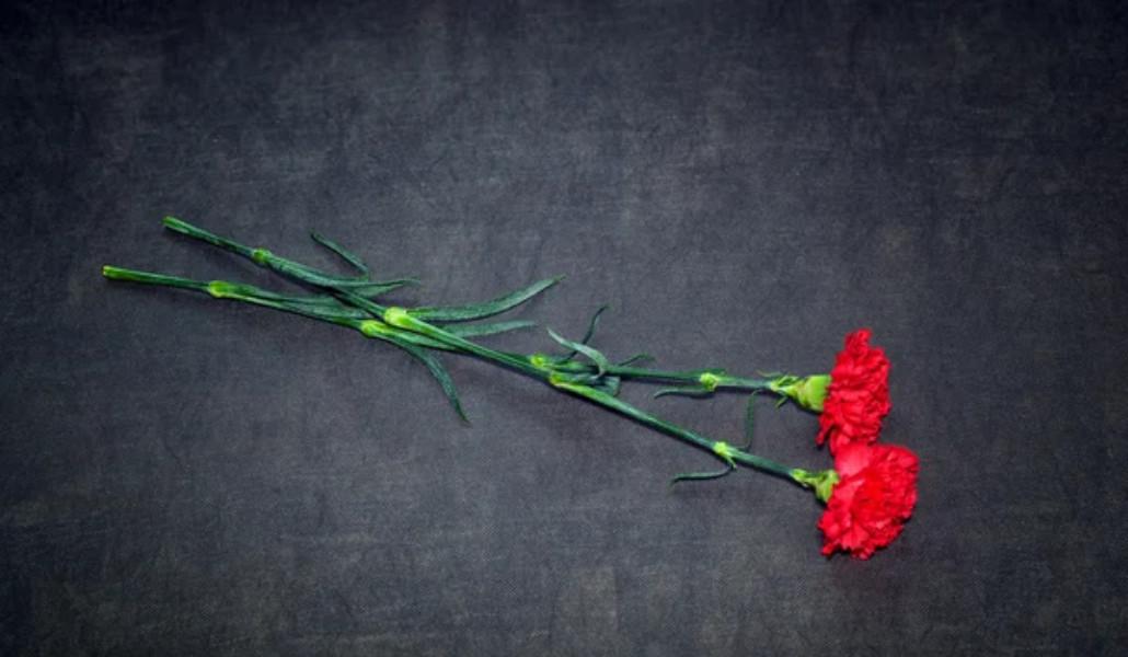 depositphotos_68791727-stock-photo-two-carnation-flowers-on-a