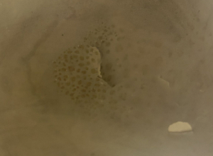 «Կարաս» հանրային սննդի օբյեկտի արտադրական գործունեությունը կասեցվել է․ ՍԱՏՄ