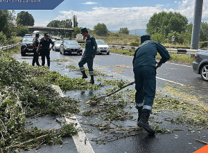 Երևան-Սևան ավտոճանապարհին ծառը կողաշրջվել է
