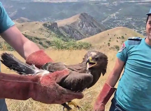 Փրկարարներն օգնության են հասել վիրավոր արծվին